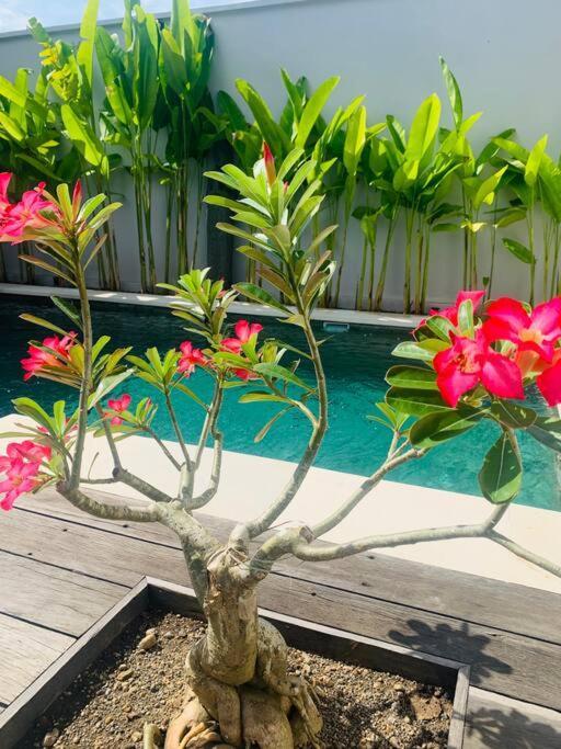 Villa Mana Tea 2 Bedrooms & Pool