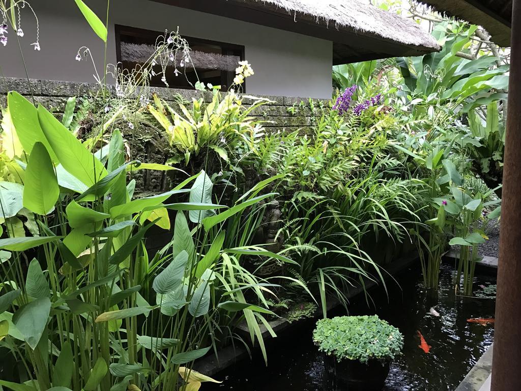 Bali Aja